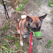 A German Shepherd was found tied to a pole in Martham