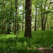 Norfolk is set to get two new woodlands