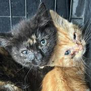 Stray kittens have been found struggling to survive amid a cat crisis in Norfolk