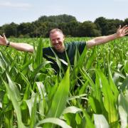 Geoff Brown, events and projects manager in the Goat Shed maize maze Picture: Denise Bradley