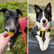 Five dogs looking for a forever home in Norfolk this week