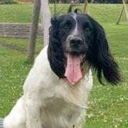 Billy the spaniel has a had close escape