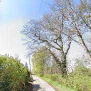 The protected tree which could be felled in Northwold