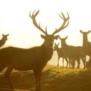 A Norfolk farm park has won a Tripadvisor Travellers' Choice Award