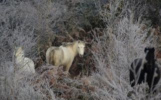 Dartmoor ponies grazing on The Brecks