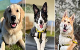 Can you give one of these dogs a home?