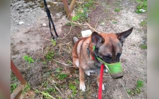 A German Shepherd was found tied to a pole in Martham