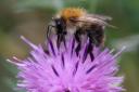 Common carder bee, NWT Hickling Broad