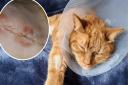 Pumpkin the cat accidentally swallowed a 5p coin