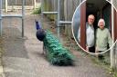 Eaton is being plagued by a roving gang of troublesome peacocks, according to locals
