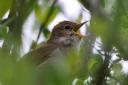 Nightingale singing. Picture: Amy Lewis