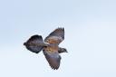 Turtle dove in flight