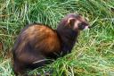 Polecat