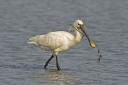 An adult spoonbill. Picture: NWT