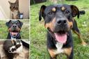 Could you give any of these Sussex RSPCA pets a home?