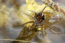 Fen raft spider. Picture:  Paul Sutcliffe