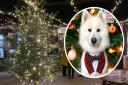 A 'Santa Paws' event is coming to Wroxham Barns