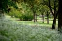 Wensum Park in Norwich