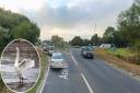 The swans stopped traffic on the Acle Straight