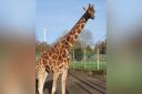 Iniko the giraffe is being moved from Africa Alive to Banham Zoo