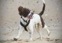 Wells-next-the-Sea has been named one of the most dog-friendly holiday spots in the UK