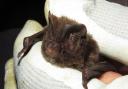 Independent surveys have found a ‘super-colony’ of barbastelle bats close to the proposed West Link road.