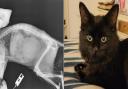 Norfolk Police and the RSPCA are investigating after a Norwich family's cat, Hunter, was shot in the spine by someone using an air gun