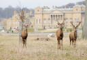 Holkham Park will close for six days