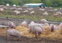 Pigs in a field at Markshall Farm Road in Caistor St Edmund