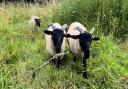Thetford Town Council welcome new flock for conservation grazing