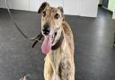 Vienna the five-year-old greyhound is up for adoption in Norfolk