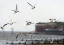 Visitos to Hunstanton are being asked to stop feeding seagulls