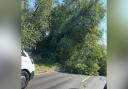 A fallen tree was blocking the A140 at Newton Flotman