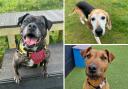 Here are seven pooches from Snetterton's Dog Trust looking for a forever home