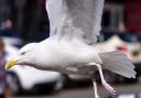 Bins in Hunstanton are being emptied later in the day to discourage marauding seagulls