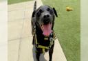 Reuben the Patterdale Terrier is up for adoption