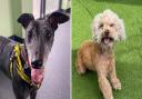 Could you give one of these pooches a home?