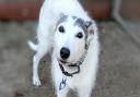 Angel the lurcher is up for adoption with West Norfolk RSPCA