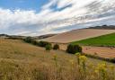 Weeds such as ragwort could impact a farmer’s ability to sell their land