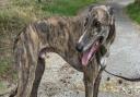 Stevie Gee the greyhound looking for a forever home