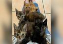 Four kittens have been found abandoned in a field