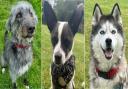 Alfred, Chester and Koda are available for adoption