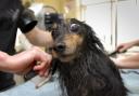 A file photo of a dog enjoying a pampering session