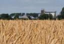 Malting barley growing in north Norfolk, with Crisp Maltings in the background