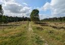 The White Hill burial mound in  Thetford Forest