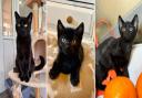 Binx, Merlin and Pugsley are looking for new homes