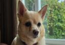 Maisie the Chihuahua is looking for a forever home