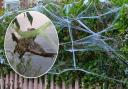 The Norfolk Wildlife Trust has warned of the dangers of fake Halloween cobwebs