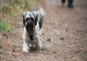 A dog enjoying a walk through a woodland in Wells