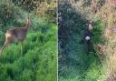 Watch as two fawns are released back into the wild